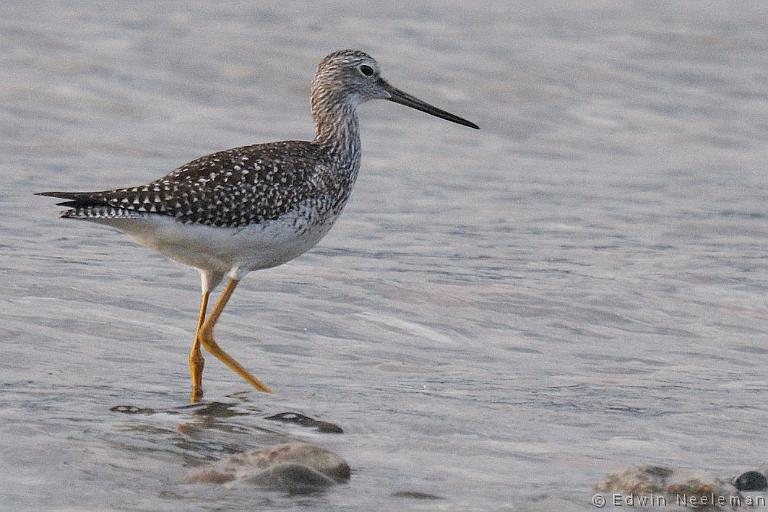 ENE-20080903-0025.jpg - [nl] Grote Geelpootruiter ( Tringa melanoleuca ) | Blow Me Down Provincial Park, Newfoundland, Canada[en] Greater Yellowlegs ( Tringa melanoleuca ) | Blow Me Down Provincial Park, Newfoundland, Canada